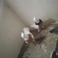 شادگان|پرنده|شادگان, |دیوار