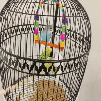 مرغ عشق همراه قفس|پرنده|تربتحیدریه, شهید قرنی|دیوار