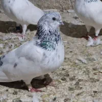 شیخ ابری|پرنده|چمران, |دیوار