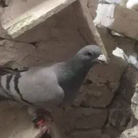 15عدد ماده هوایی