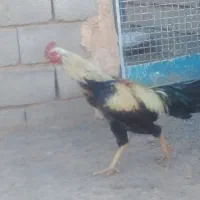 خروس لاری اصیل