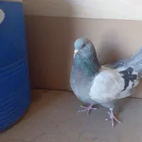 ماده نقره ای
