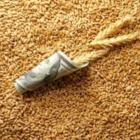 بذر گندم برات