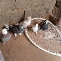 6 عدد کبوتر زینتی و پرشی زمانتی معاوضه با خروس