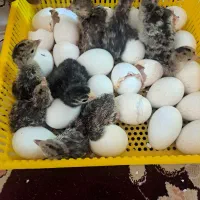بوقلموی ۳ روزه