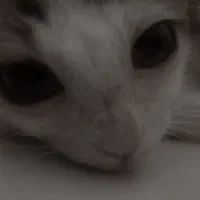 گربه پرشین ماده