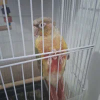 طوطی|اسباببازی بچه|کاشمر, |دیوار