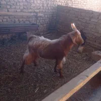 بزغاله نر 7ماهه به شرط سالمی|حیوانات مزرعه|فریمان, |دیوار