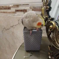 جوجه عروس هلندی سخنگو2.5ماهه