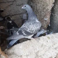 جوجه پلاکی گم شده|پرنده|شادگان, |دیوار
