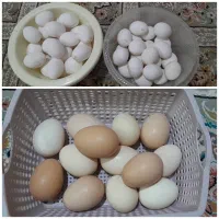 تخم مرغ محلی وتخم مرغ سفید