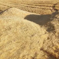 فروش کاه گندم