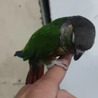 گرینچیک دستی رام معاوضه با ملنگو قناری عروس هلندی|پرنده|قرچک, باقرآباد|دیوار