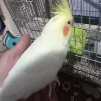 عروس هلندی سخنگو