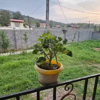 فروش ویلاجنگلی ۴۰۰متر/دوقدمی رودخانه/سرای مهر|فروش خانه و ویلا|سیاهکل, |دیوار