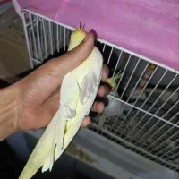 جفت عروس هلندی دوکت رام دستی|پرنده|گنبد کاووس, |دیوار