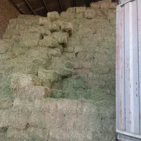 یونجه|عمده‌فروشی|مشهد, حرم مطهر رضوی|دیوار