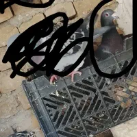 4عدد کفتر فروشی