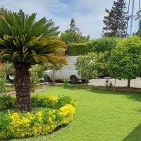 چمن باغچه دایکوندار