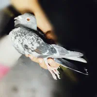 کفتر خارجی گرفتنی