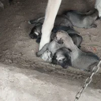 توله ماده سرابی|سگ|سراب, |دیوار