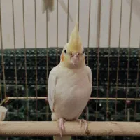 عروس هلندی نژاد آواز خوان