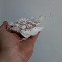 جوجه البینیو ولوتینیو زعفرانی|پرنده|شاهرود, |دیوار