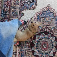 واگزاری سگ پامر اشپیتز