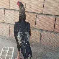 خروس‌اوشامو‌‌|حیوانات مزرعه|پیشوا, |دیوار