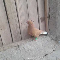 فروش نر۴تا دم سفیدو ساده سرخ وسرخ کرمونی|پرنده|زاوه, |دیوار
