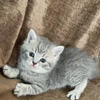 گربه بریتیش اسکاتیش|گربه|مشهد, فردوسی|دیوار