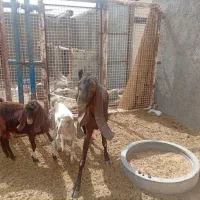۲ عدد تکه و یک عدد چتی مری