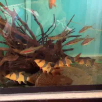 اکواریوم|ماهی|مشهد, هفده شهریور|دیوار