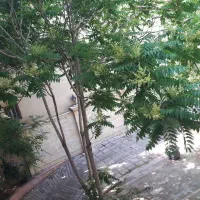 235متر-ملک-کلنگی-فروشی