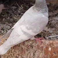 کبوتر خط سفید