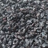 کشمش آفتابی و مویز تاکستان