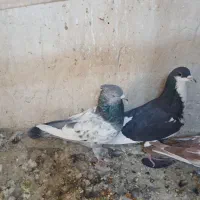 بهبهانی وشهری