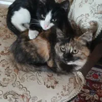 واگذاری دو عدد بچه گربه|گربه|کرمان, |دیوار