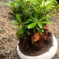 بنسای میخک / بن سای پیت اسپروم