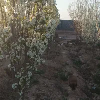 باغ ۱۰۵۰ متری بعد از شهرک صنعتی گز برخوار