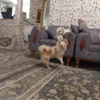 پامرین روباهی|سگ|فردیس, فردیس|دیوار