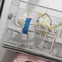 عروس هلندی|پرنده|فریدون‌کنار, |دیوار