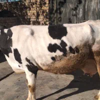 گاو هلشتاین