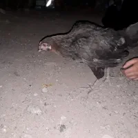 فروش جوجه ماده مرغ و خروس