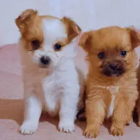 دو عدد توله پامرین ذات درست