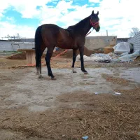 اسب تروبرد