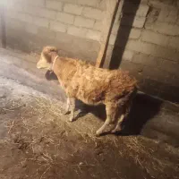 فروش گوساله ماده|حیوانات مزرعه|منجوان, |دیوار