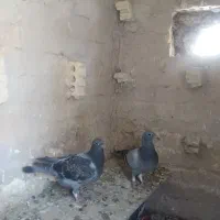 جوجه پلاکی