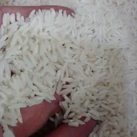 برنج هاشمی|خوردنی و آشامیدنی|قم, باسکول|دیوار