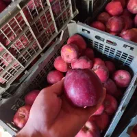 فروش سیب قرمز درجه یک|خوردنی و آشامیدنی|اهر, |دیوار